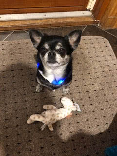 Jellycat Toy with Walter the Dog